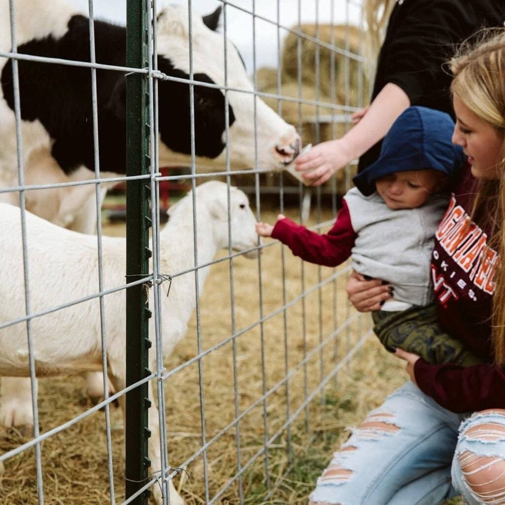 A toddler reaching through the fence to feed a calf in the barnyard