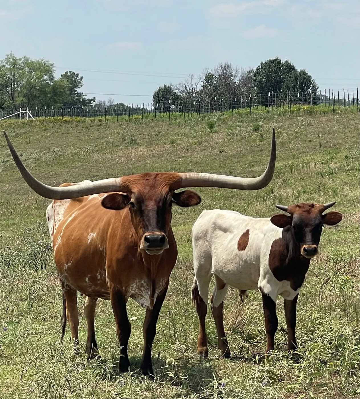 Two longhorn cattle in a pasture on a summer afternoon