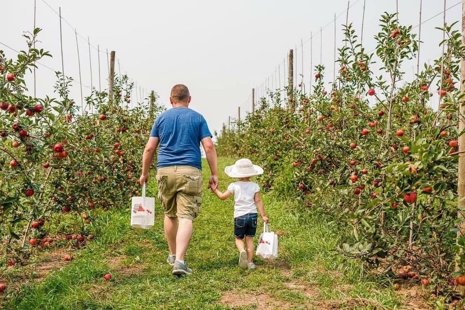 A dad and his daughter walking down the apple rows