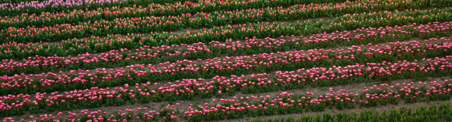 Stripes of pink and red tulips running across a spring field