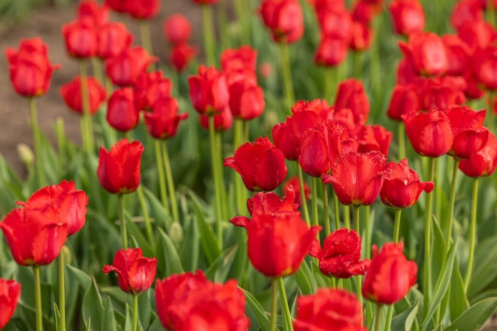 A bed of fringed red tulips in full bloom