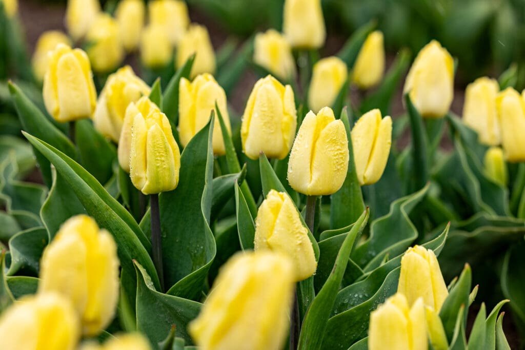 Yellow tulips in close-up, still wet from the morning