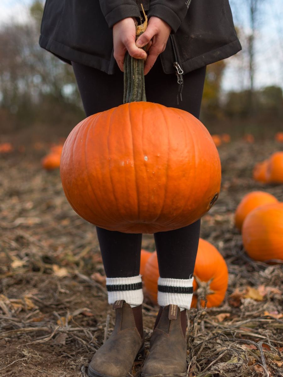 Carrying a pumpkin by the stem out of the field